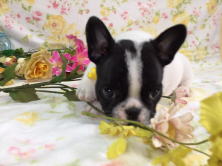 フレンチブルドッグ,ブリーダー