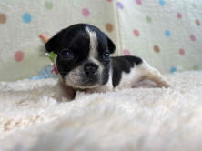 フレンチブルドッグ子犬