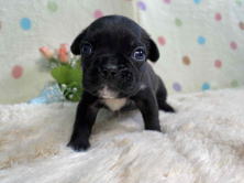 フレンチブルドッグ子犬