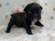 フレンチブルドッグ子犬