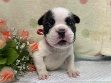 フレンチブルドッグ子犬