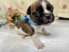 フレンチブルドッグ子犬
