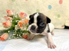 フレンチブルドッグ子犬