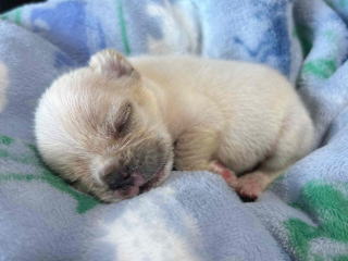 フレンチブルドッグ・ブリーダー