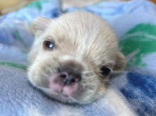 フレンチブルドッグ,イザベラ,ブルー,ライラック,ライラックタン,ブルータン