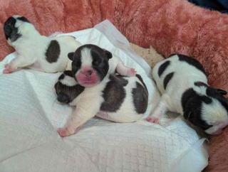 フレンチブルドッグ・ブリーダー