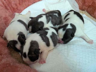 フレンチブルドッグ・ブリーダー