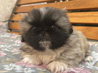 フレンチブルドッグ・ブリーダー