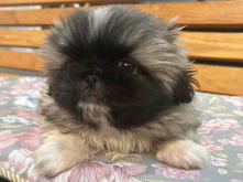 フレンチブルドッグ,ブルー,ライラック,ライラックタン,ブルータン