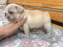 フレンチブルドッグ,イザベラ,ブルー,ライラック,ライラックタン,ブルータン