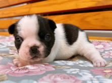 フレンチブルドッグ,ブルー,ライラック,ライラックタン,ブルータン