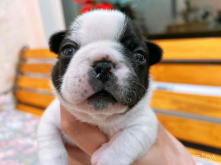 フレンチブルドッグ,ブルー,ライラック,ライラックタン,ブルータン