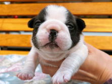 フレンチブルドッグ,ブルー,ライラック,ライラックタン,ブルータン