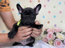フレンチブルドッグ子犬