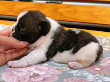 フレンチブルドッグ,ブルー,ライラック,ライラックタン,ブルータン