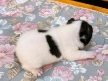 フレンチブルドッグ,ブルー,ライラック,ライラックタン,ブルータン