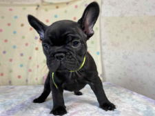 フレンチブルドッグ子犬