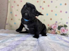 フレンチブルドッグ子犬