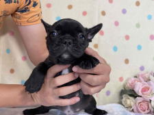 フレンチブルドッグ子犬