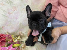フレンチブルドッグ子犬