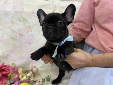 フレンチブルドッグ子犬