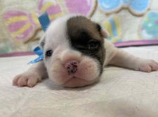 フレンチブルドッグ子犬