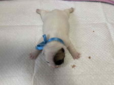 フレンチブルドッグ子犬