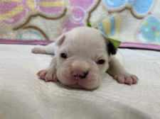 フレンチブルドッグ子犬