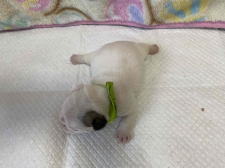 フレンチブルドッグ子犬