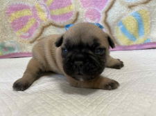 フレンチブルドッグ子犬