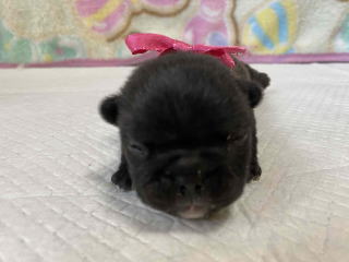 フレンチブルドッグ子犬