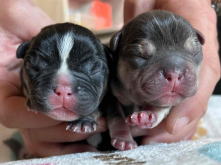 フレンチブルドッグ,ブルー,ライラック,ライラックタン,ブルータン