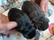 フレンチブルドッグ,ブルー,ライラック,ライラックタン,ブルータン