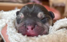 フレンチブルドッグ,ブルー,ライラック,ライラックタン,ブルータン