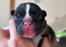 フレンチブルドッグ,ブルー,ライラック,ライラックタン,ブルータン