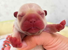 フレンチブルドッグ,ブルー,ライラック,ライラックタン,ブルータン