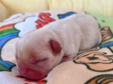 フレンチブルドッグ,ブルー,ライラック,ライラックタン,ブルータン