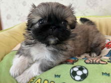 フレンチブルドッグ,ブルー,ライラック,ライラックタン,ブルータン