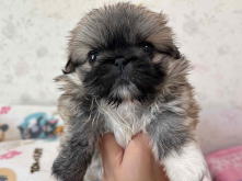 フレンチブルドッグ,ブルー,ライラック,ライラックタン,ブルータン