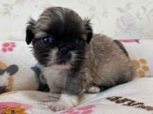 フレンチブルドッグ,ブルー,ライラック,ライラックタン,ブルータン