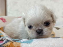 フレンチブルドッグ,ブルー,ライラック,ライラックタン,ブルータン