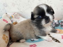 フレンチブルドッグ,ブルー,ライラック,ライラックタン,ブルータン