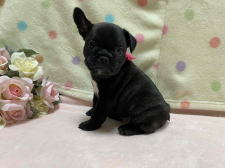 フレンチブルドッグ子犬