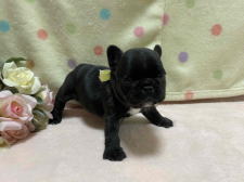フレンチブルドッグ子犬