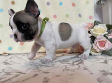 フレンチブルドッグ子犬
