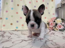 フレンチブルドッグ子犬