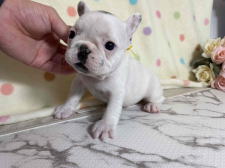 フレンチブルドッグ子犬