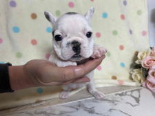 フレンチブルドッグ子犬