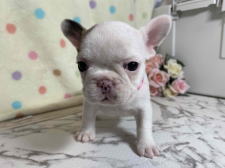フレンチブルドッグ子犬