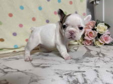 フレンチブルドッグ子犬